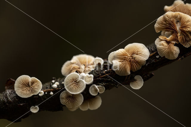 Variable Oysterling (Crepidotus variabilis)