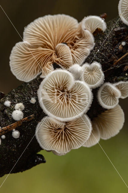 Variable Oysterling (Crepidotus variabilis)