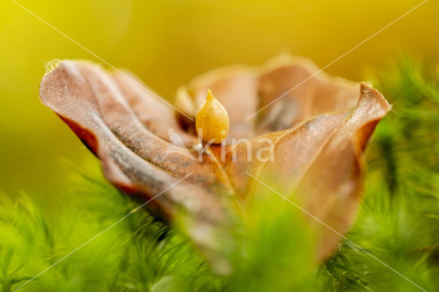 beech gall midge (Mikiola fagi)