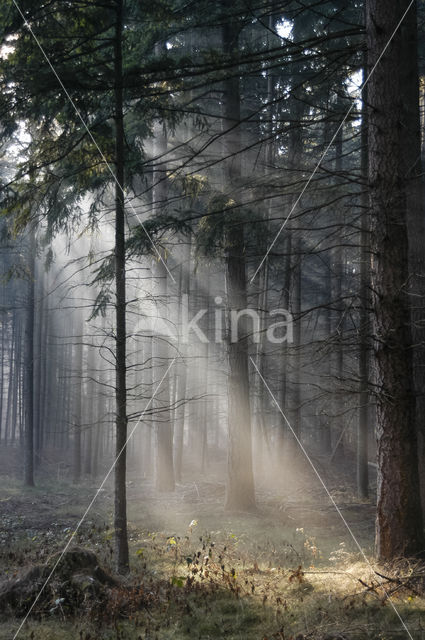 Douglas Fir (Pseudotsuga menziesii)