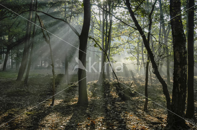 Hooge Vuursche