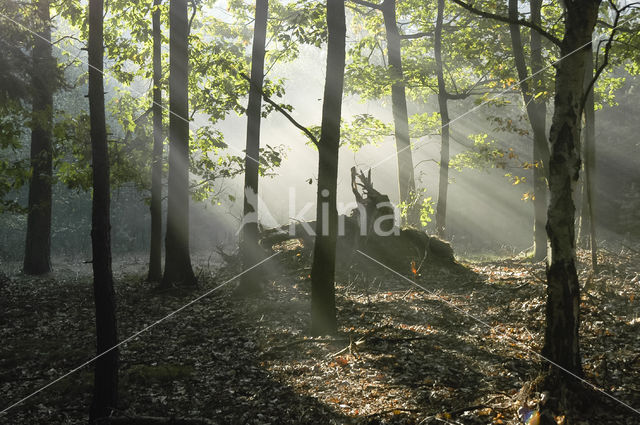 Hooge Vuursche