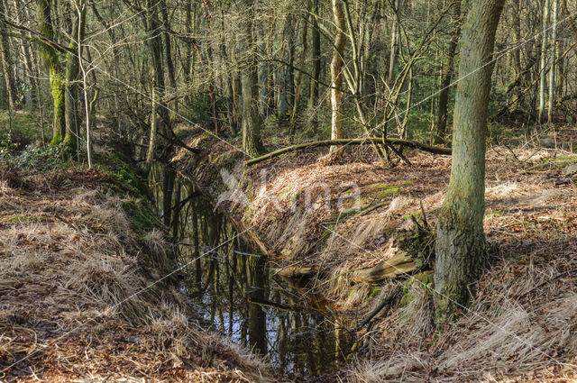 Baarnse Bos