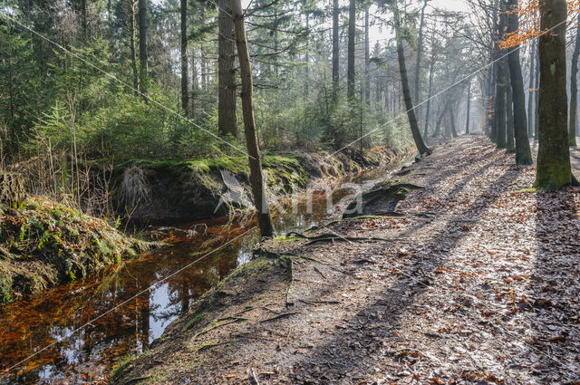 Baarnse Bos