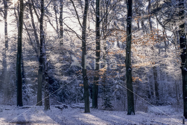 Hooge Vuursche