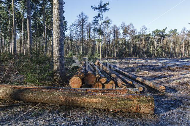 Douglasspar (Pseudotsuga menziesii)