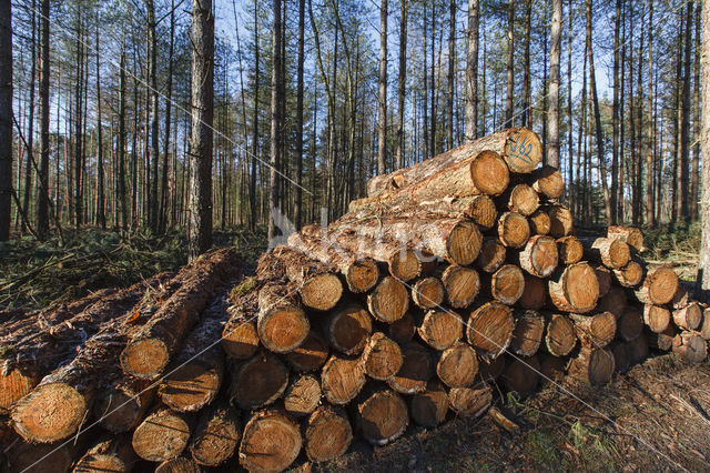 Douglas Fir (Pseudotsuga menziesii)