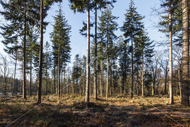 Douglasspar (Pseudotsuga menziesii)