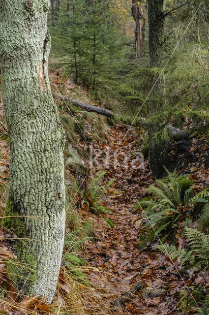 Hard Fern (Blechnum spicant)