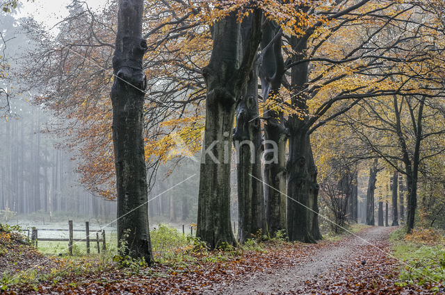 Beech (Fagus sylvatica)