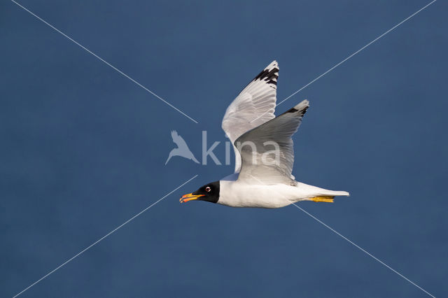 Reuzenzwartkopmeeuw (Larus ichthyaetus)