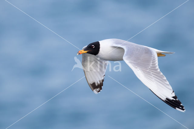 Reuzenzwartkopmeeuw (Larus ichthyaetus)