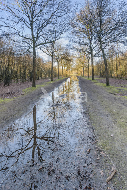 Baarnse Bos