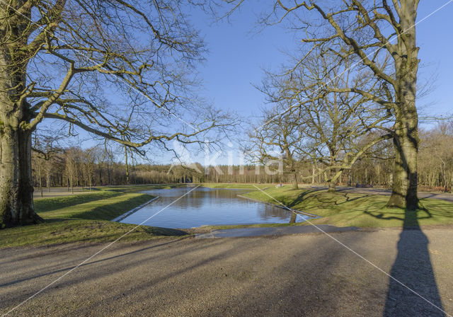 Common Oak