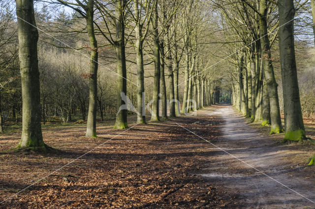 Beech (Fagus sylvatica)