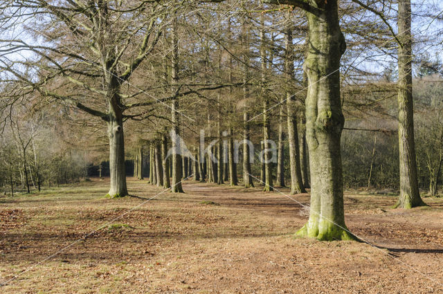 Beech (Fagus sylvatica)