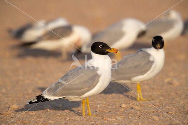 Reuzenzwartkopmeeuw (Larus ichthyaetus)