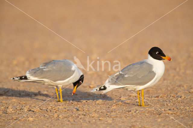 Reuzenzwartkopmeeuw (Larus ichthyaetus)