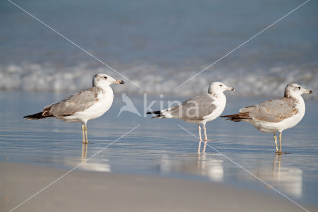 Reuzenzwartkopmeeuw (Larus ichthyaetus)