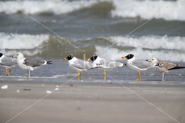 Great Black-headed Gull (Larus ichthyaetus)