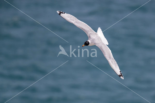 Reuzenzwartkopmeeuw (Larus ichthyaetus)