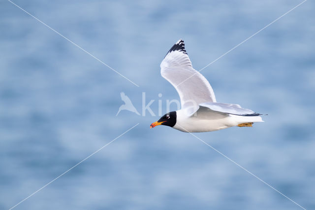 Reuzenzwartkopmeeuw (Larus ichthyaetus)