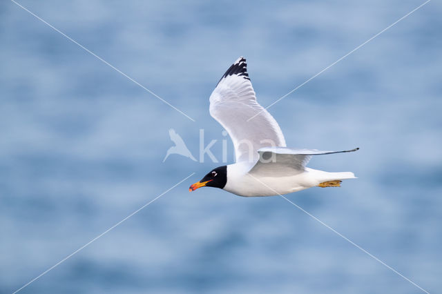 Great Black-headed Gull (Larus ichthyaetus)