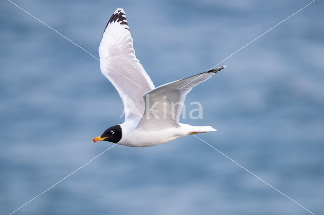 Reuzenzwartkopmeeuw (Larus ichthyaetus)