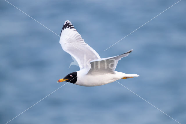 Reuzenzwartkopmeeuw (Larus ichthyaetus)