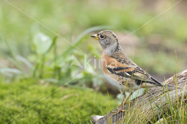 Brambling (Fringilla montifringilla)