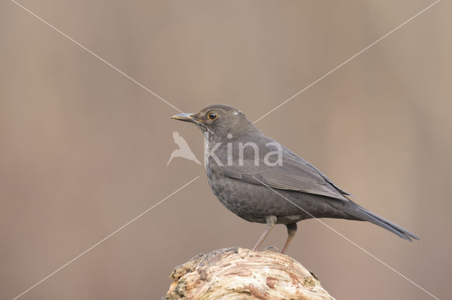 Eurasian Blackbird (Turdus merula)