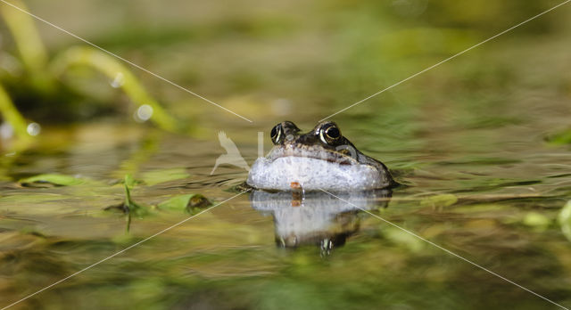 Bruine kikker (Rana temporaria)