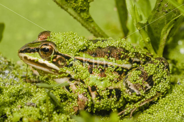 Grote groene kikker