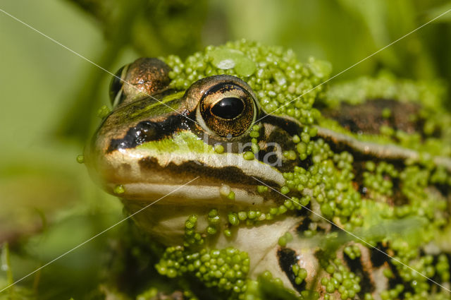 Grote groene kikker