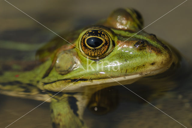 Grote groene kikker