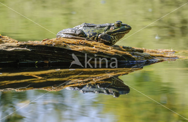 Lake Frog (Rana ridibunda