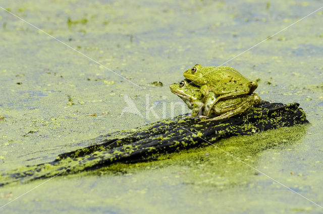 Kleine groene kikker