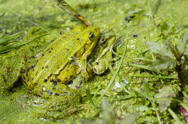 Kleine groene kikker