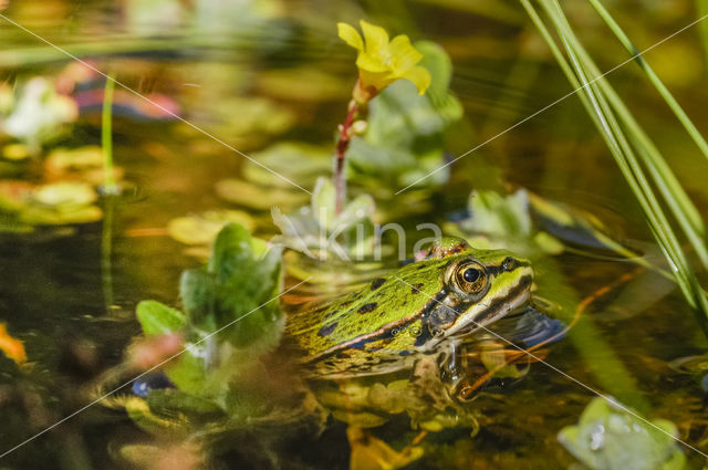 Lake Frog (Rana ridibunda