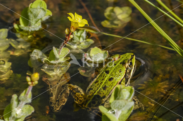 Grote groene kikker