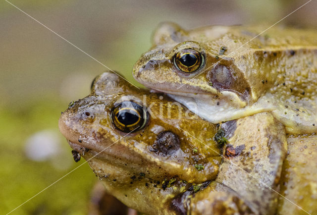 Common Frog (Rana temporaria)