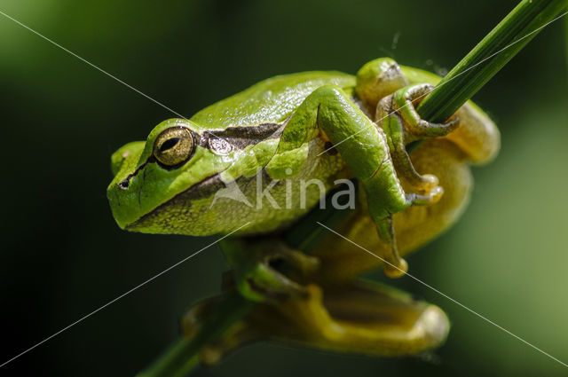 Europese boomkikker (Hyla arborea)