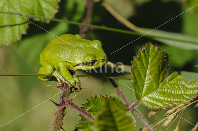 European Tree Frog (Hyla arborea)