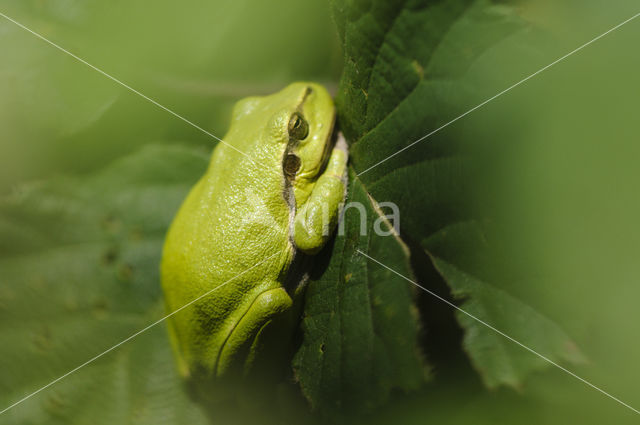 Europese boomkikker (Hyla arborea)