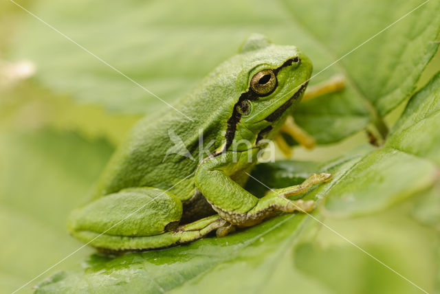 Europese boomkikker (Hyla arborea)