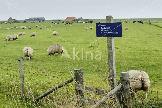 Domestic Texel sheep (Ovis aries)