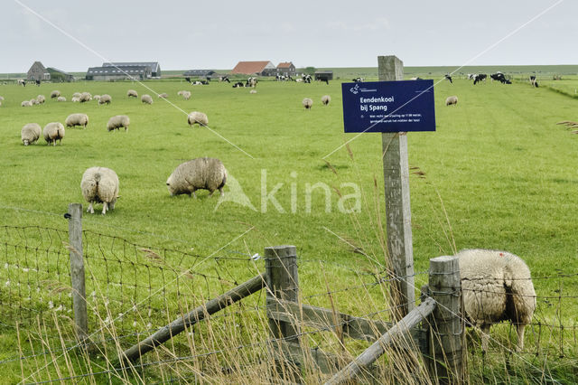 Texelaar schaap (Ovis aries)