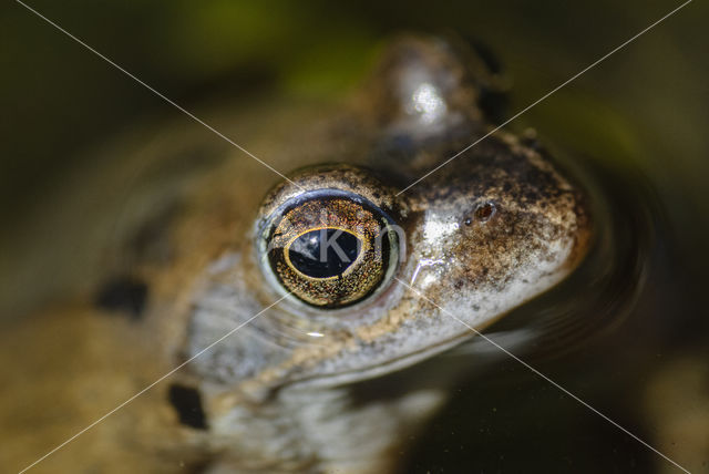 Bruine kikker (Rana temporaria)