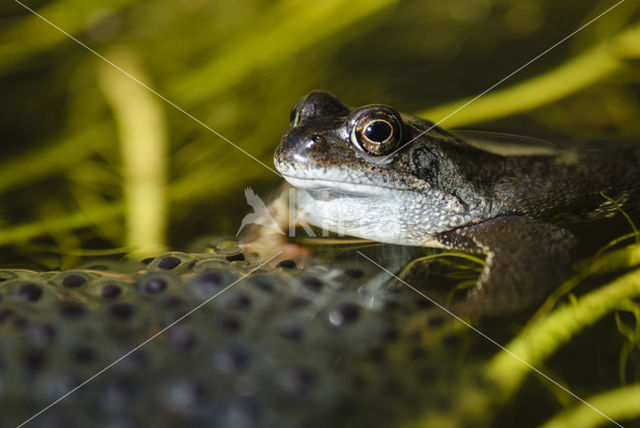 Common Frog (Rana temporaria)