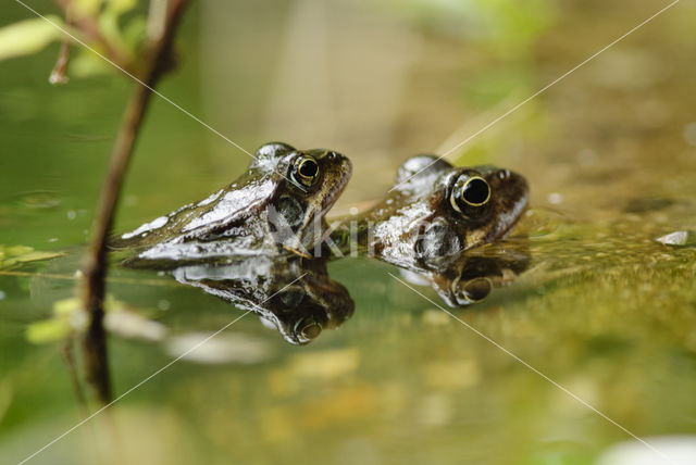 Bruine kikker (Rana temporaria)